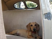 VW Dogs
