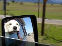 VW Dogs