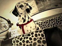 VW Dogs