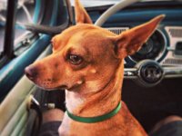 VW Dogs