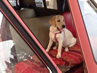 VW Dogs
