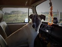 VW Dogs