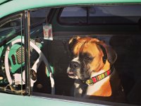 VW Dogs