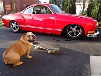 VW Dogs
