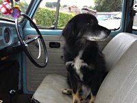 VW Dogs