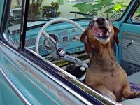 VW Dogs