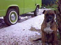 VW Dogs