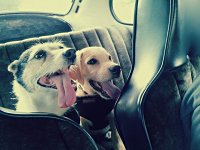 VW Dogs