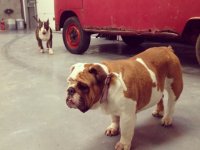 VW Dogs