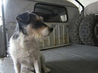 VW Dogs