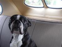 VW Dogs
