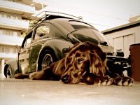 VW Dogs