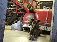 VW Dogs