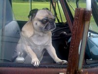 VW Dogs