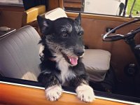 VW Dogs