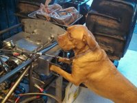 VW Dogs