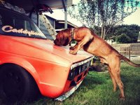 VW Dogs