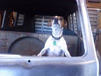 VW Dogs