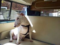 VW Dogs