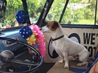 VW Dogs
