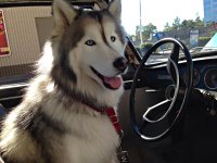 VW Dogs