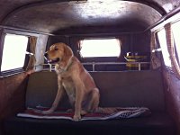 VW Dogs