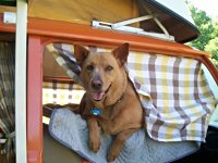 VW Dogs