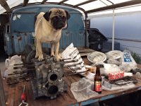 VW Dogs
