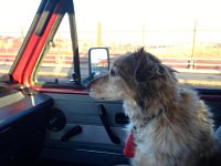 VW Dogs