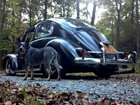 VW Dogs