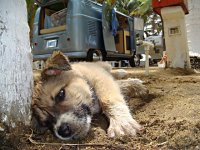 VW Dogs