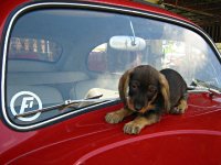 VW Dogs