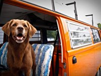 VW Dogs