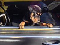 VW Dogs