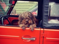 VW Dogs