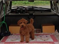 VW Dogs