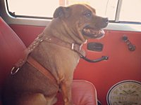 VW Dogs