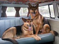 VW Dogs