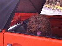 VW Dogs
