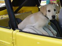 VW Dogs