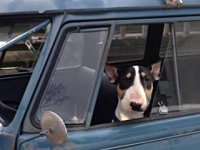 VW Dogs