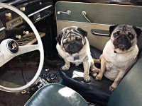 VW Dogs
