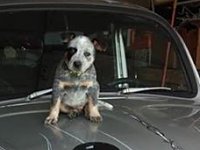 VW Dogs