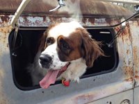 VW Dogs