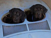VW Dogs