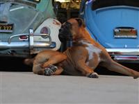VW Dogs