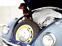 VW Dogs