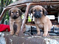 VW Dogs