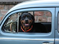 VW Dogs