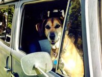 VW Dogs